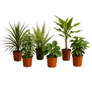 Verrassingsbox van 6 planten Everspring