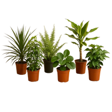 Verrassingsbox van 6 planten