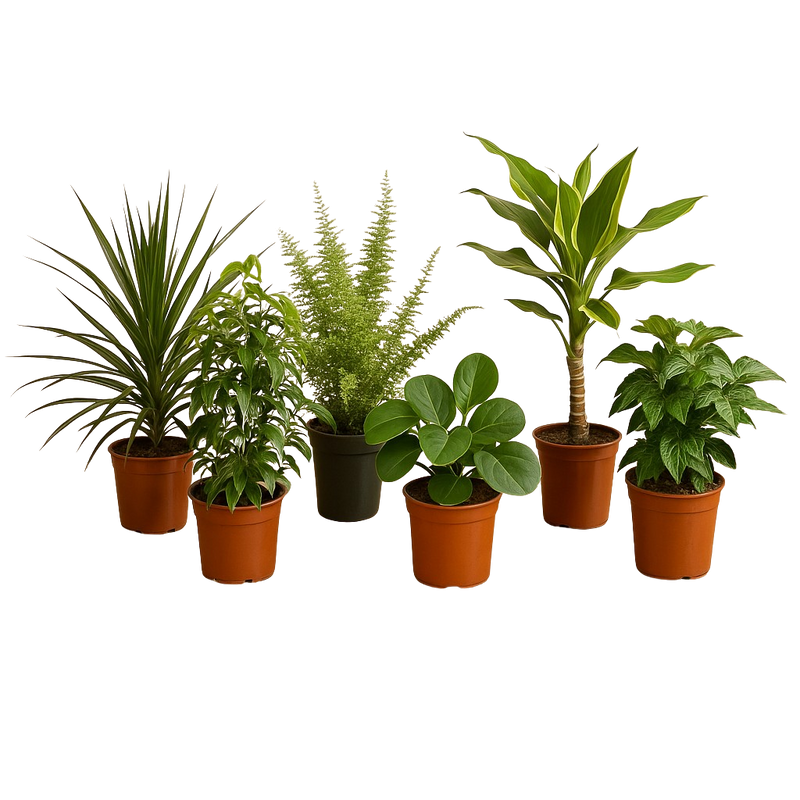 Verrassingsbox van 6 planten