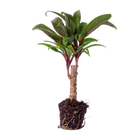 Cordyline fruticosa 'Purple Compacta'