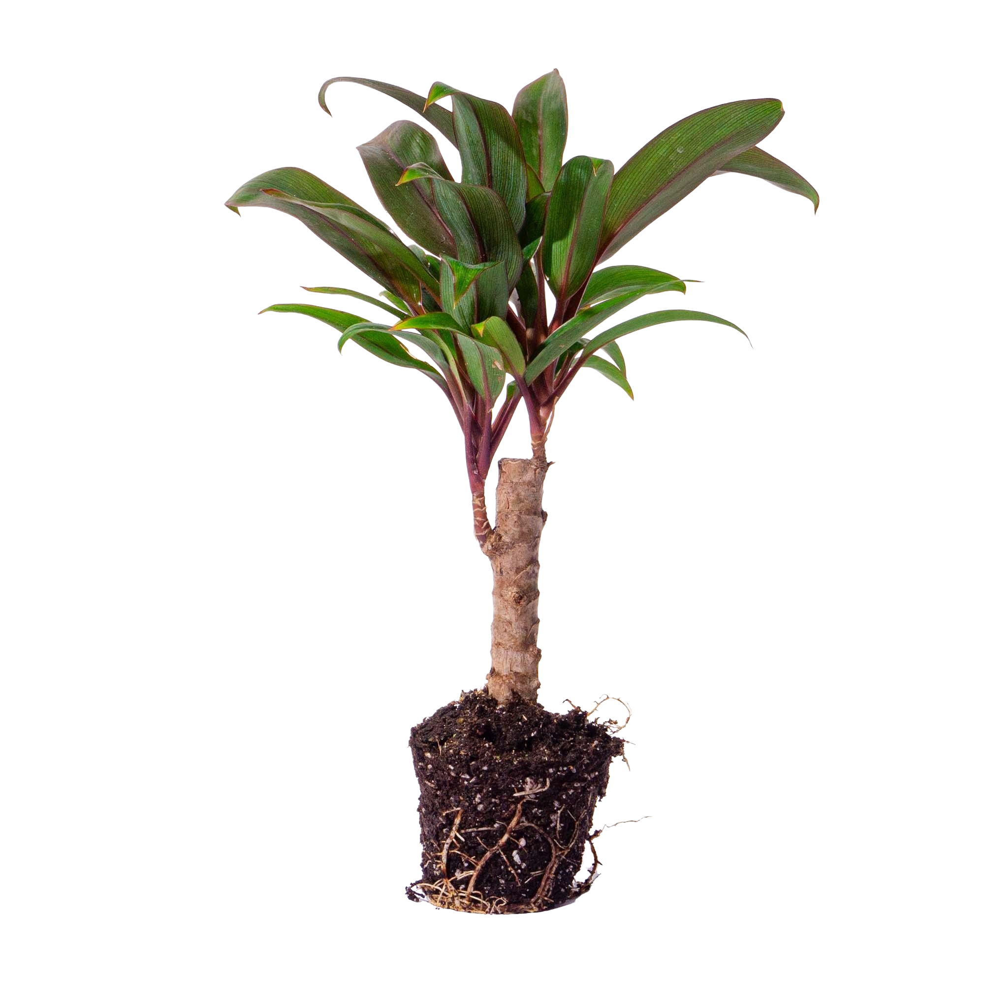 Cordyline fruticosa 'Purple Compacta'
