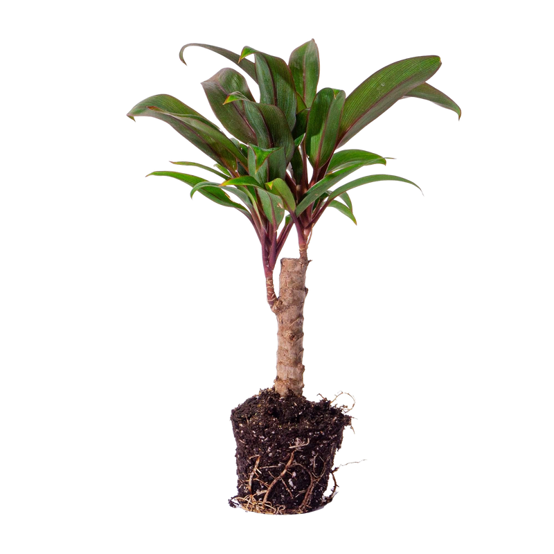 Cordyline fruticosa 'Purple Compacta'