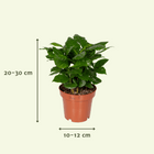 Verrassingsbox – 5 Kamerplanten