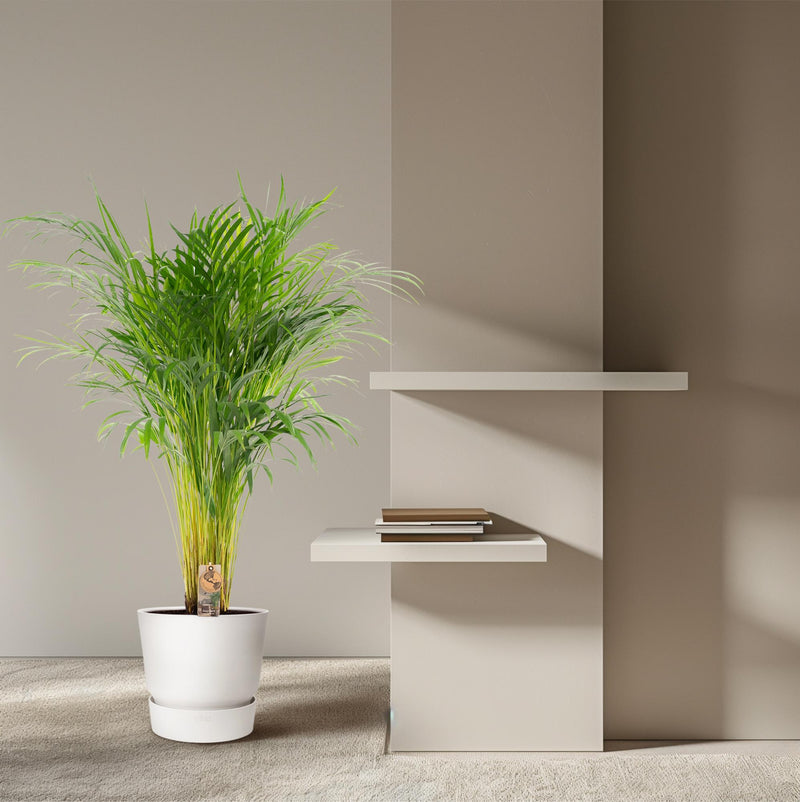 Areca palm