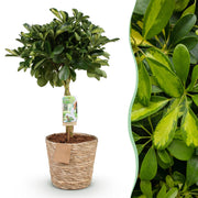 Schefflera Gold Capelle (Vingerboom) – Inclusief Mand