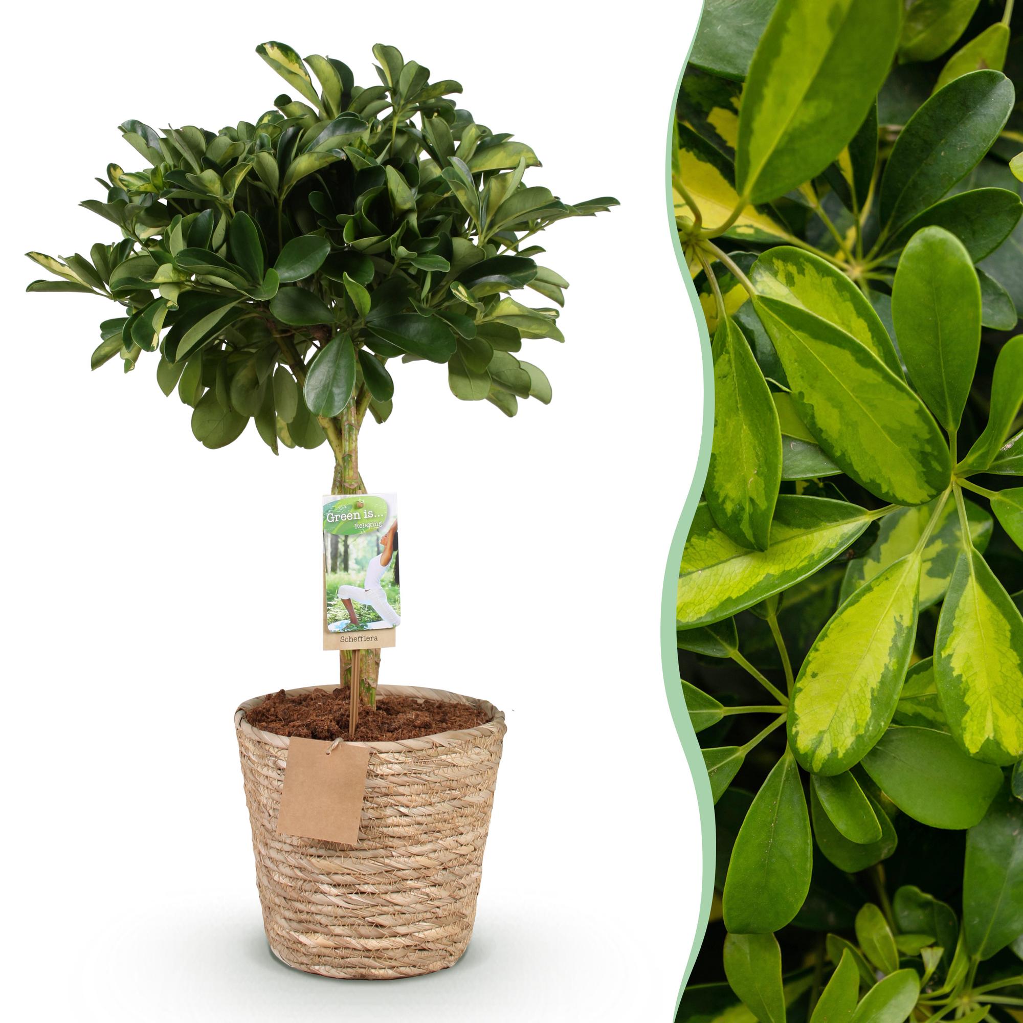 Schefflera Gold Capelle (Vingerboom) – Inclusief Mand