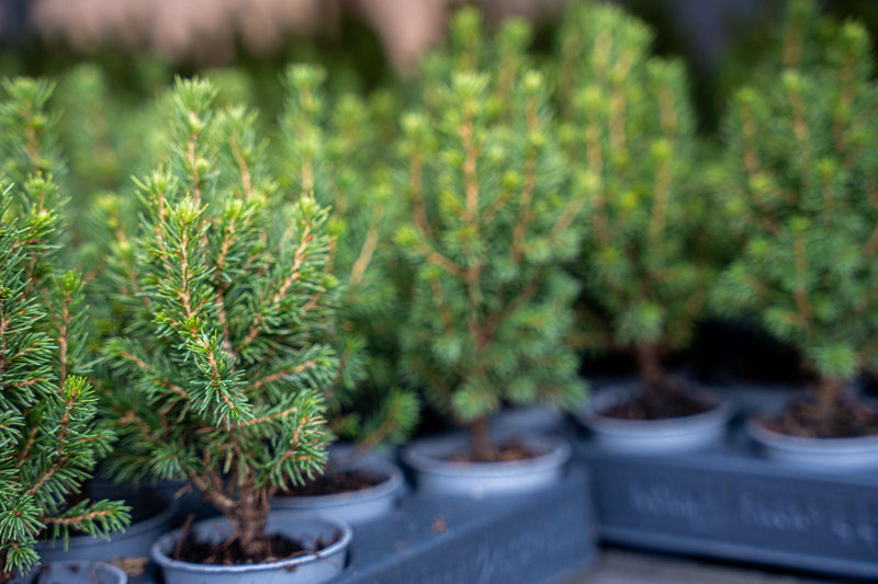 12x Mini-Kerstboom – Picea Glauca ‘Perfecta’