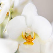 Kolibri Orchids Surprise Diamond – Verrassingsbox met 1 Diamond Orchidee