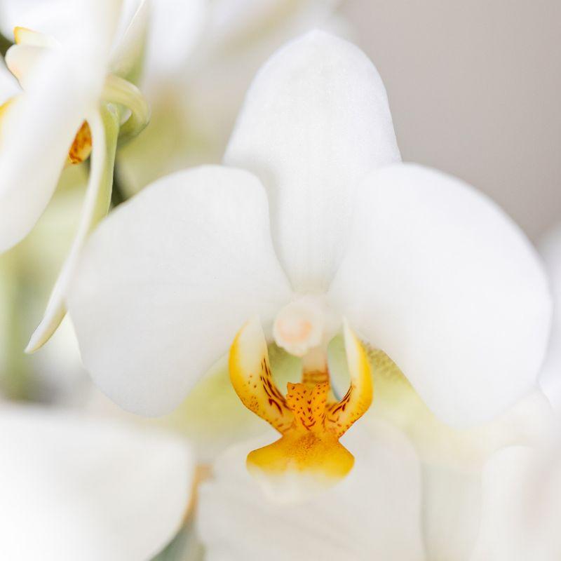 Kolibri Orchids Surprise Diamond – Verrassingsbox met 1 Diamond Orchidee