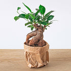 Ficus microcarpa ginseng bonsai