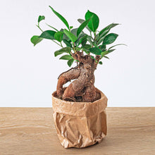 Ficus microcarpa ginseng bonsai