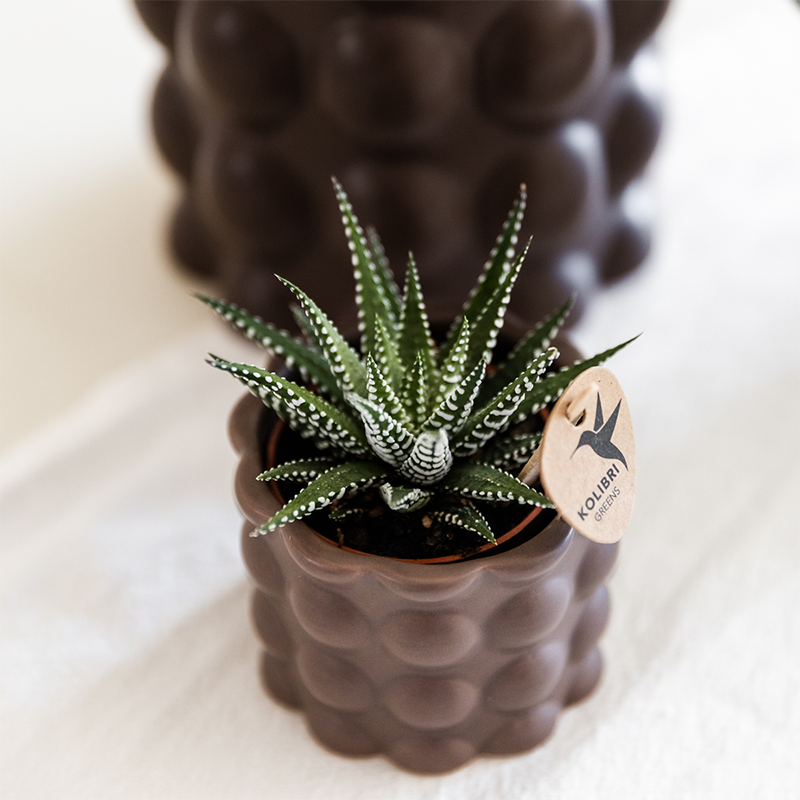 Kolibri Orchids | Plantenset Cotton bruin met witte orchidee Ghent & succulenten