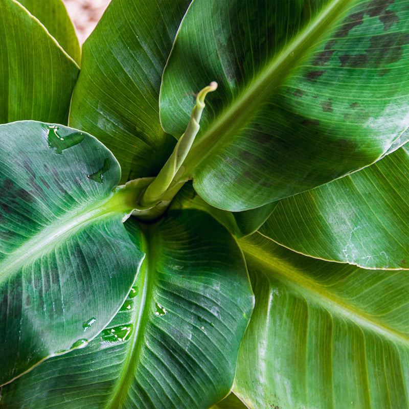 Musa Acuminata Dwarf Cavendish (Bananenplant) – Inclusief Mand