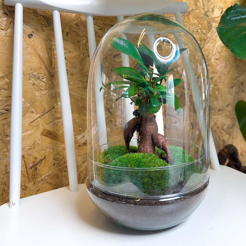 Egg Bonsai Terrarium