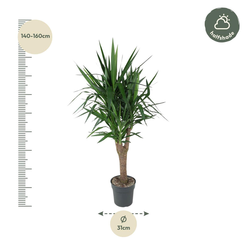 Yucca Elephantipe vertakt