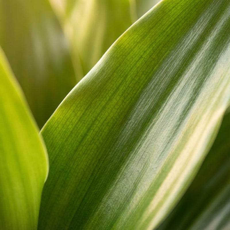 Dracaena Janet Lindt – Inclusief Zeegras Mand Naturel