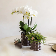 Kolibri Orchids | Plantenset Cotton bruin met witte orchidee Ghent & succulenten Everspring