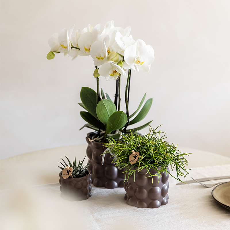 Kolibri Orchids | Plantenset Cotton bruin met witte orchidee Ghent & succulenten
