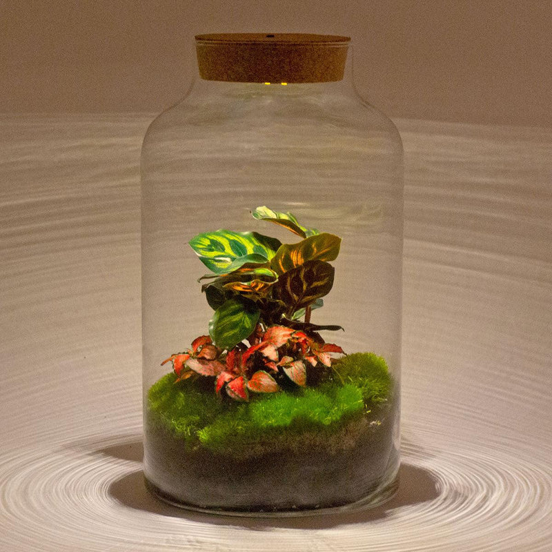 Milky Calathea met LED - Terrarium