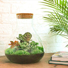 Sam XL Rood Terrarium