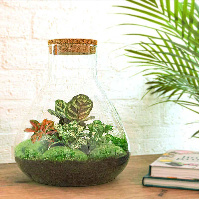 Sam XL Rood Terrarium