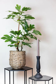 Ficus Carica Kunstplant (Vijgenboom) Everspring