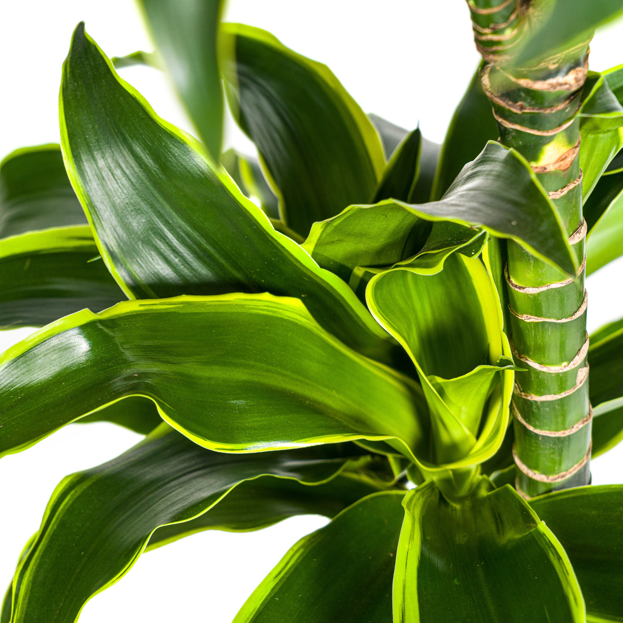 Dracaena Deremensis Dorado met mand Ø24cm