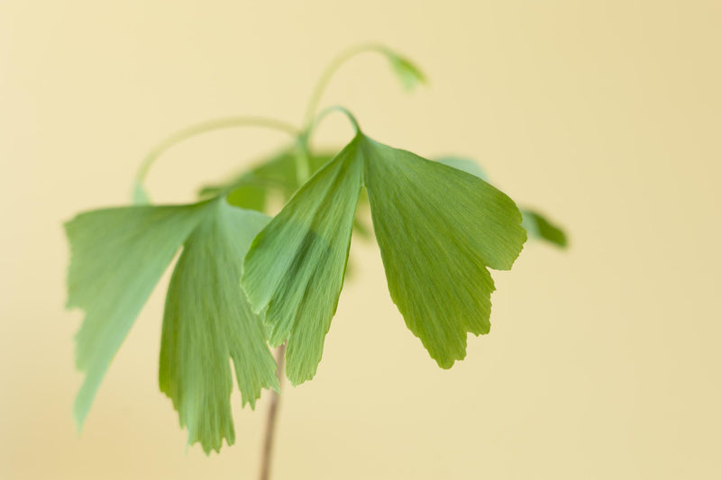 Levensboom - Ginkgo Biloba in Brievenbusdoosje