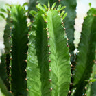 Euphorbia eritrea (Afrikaanse Melkboom) – 2 Stuks