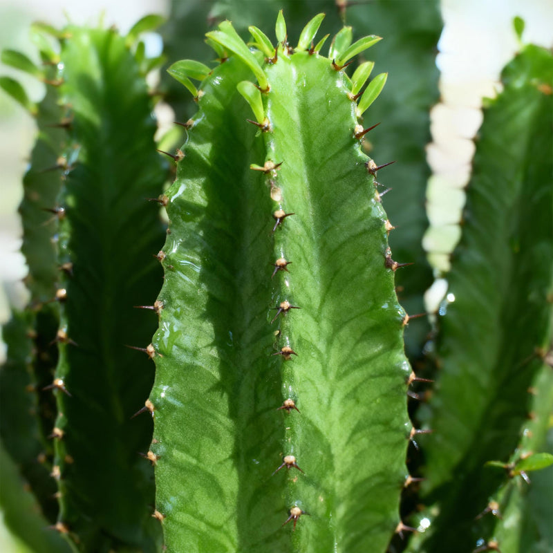 Euphorbia eritrea (Afrikaanse Melkboom) – 2 Stuks