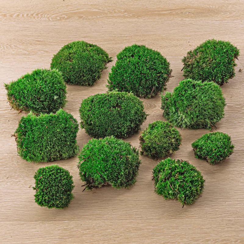 Premium Fresh Moss - 12 stuks