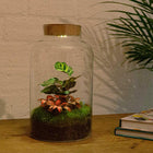 Milky Calathea met LED - Terrarium