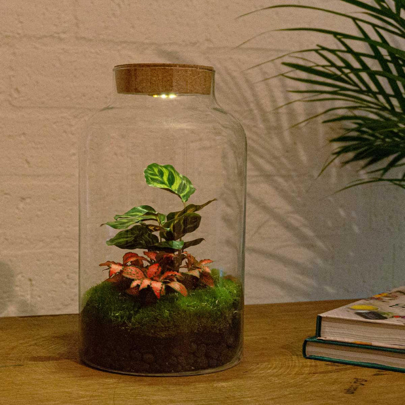 Milky Calathea met LED - Terrarium