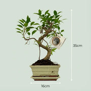 Bonsai S-vorm (mix keramiek) Everspring