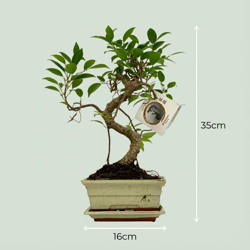 Bonsai S-vorm (mix keramiek)