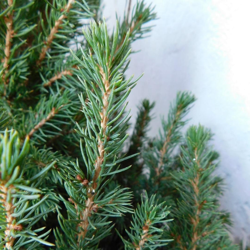 Kleine Kerstboom Picea glauca Conica