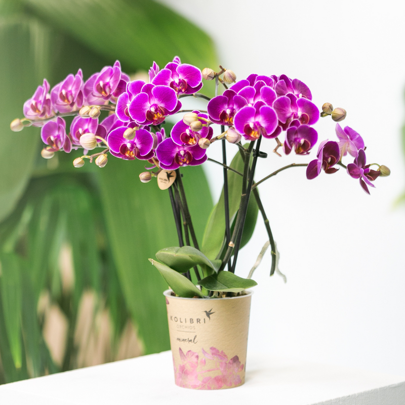 Kolibri Orchids Paarse Phalaenopsis Morelia