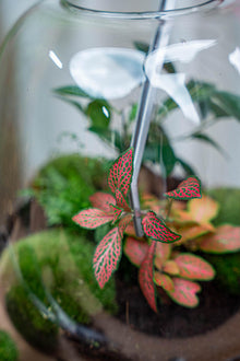 Terrarium Pincet – Metaal