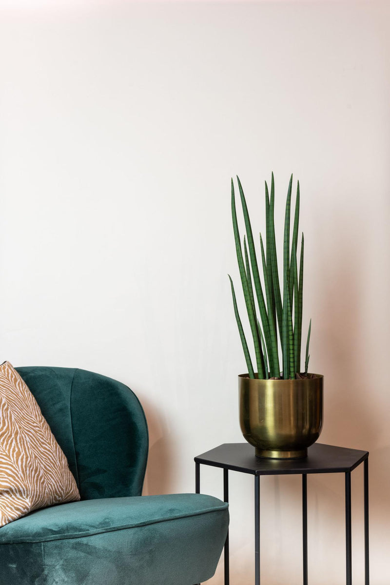 Kunst Sansevieria Cylindrica (Vrouwentong)