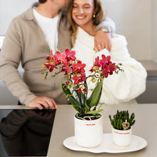 Kolibri Orchids Phalaenopsis Congo Rood