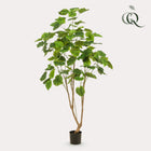 Ficus Umbellata kunstplant (Afrikaanse Vijg)