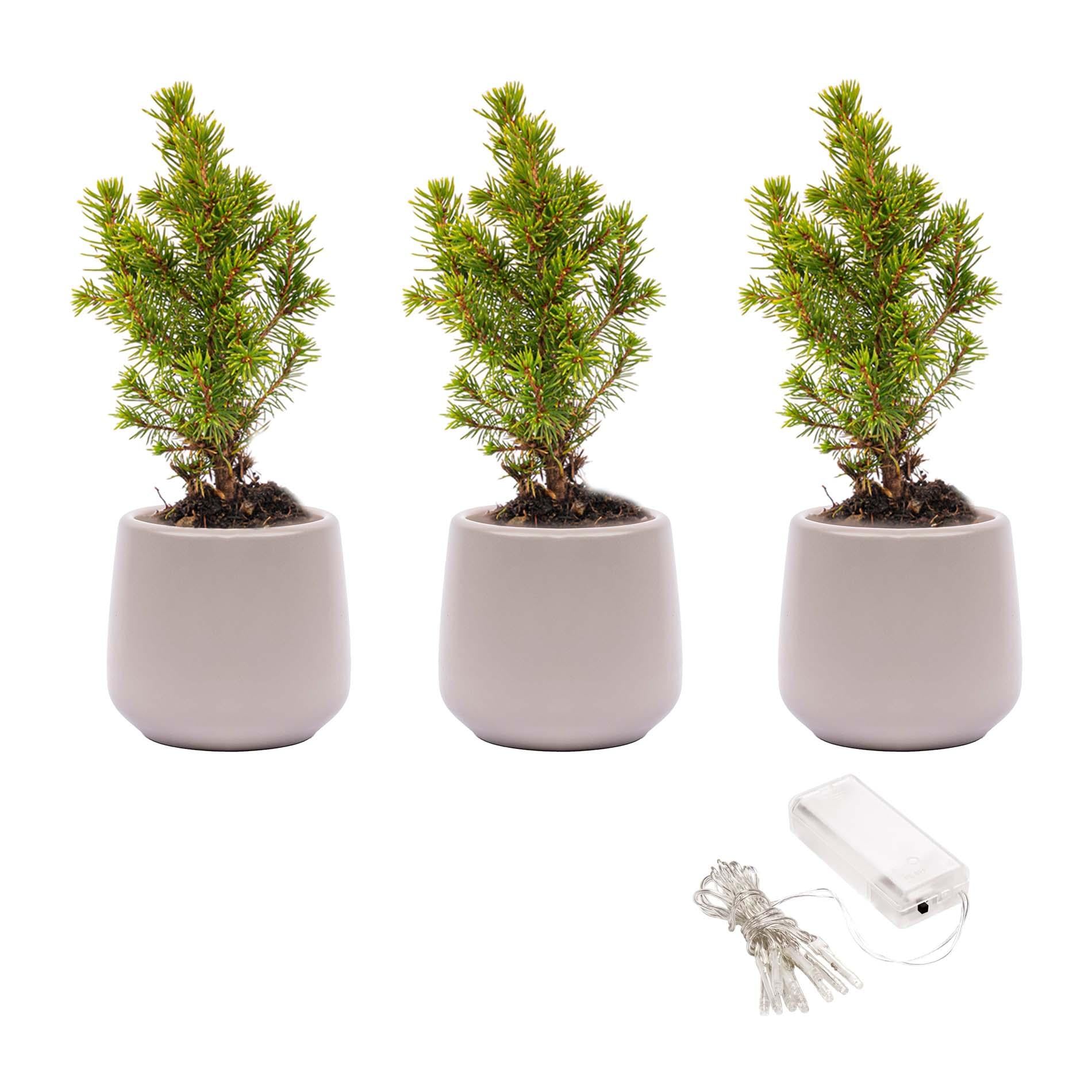 Mini Kerstboom Set – Pot Joey Grijs + LED