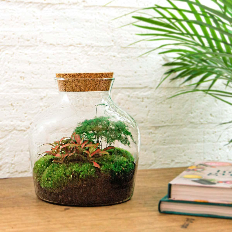 Little Joe Terrarium