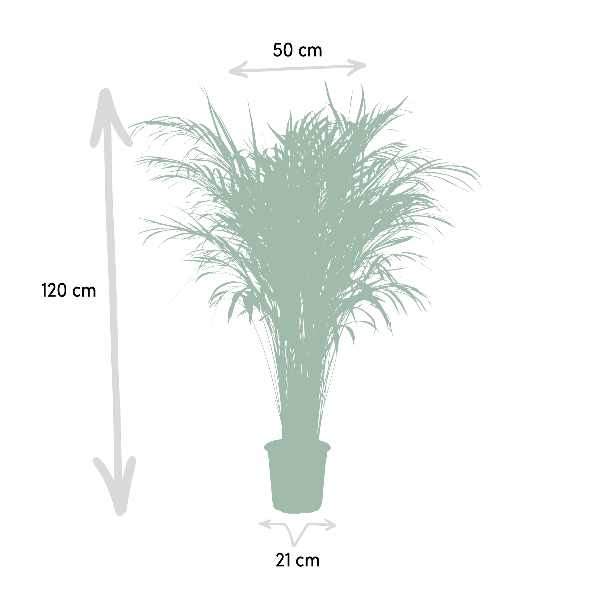 Areca palm