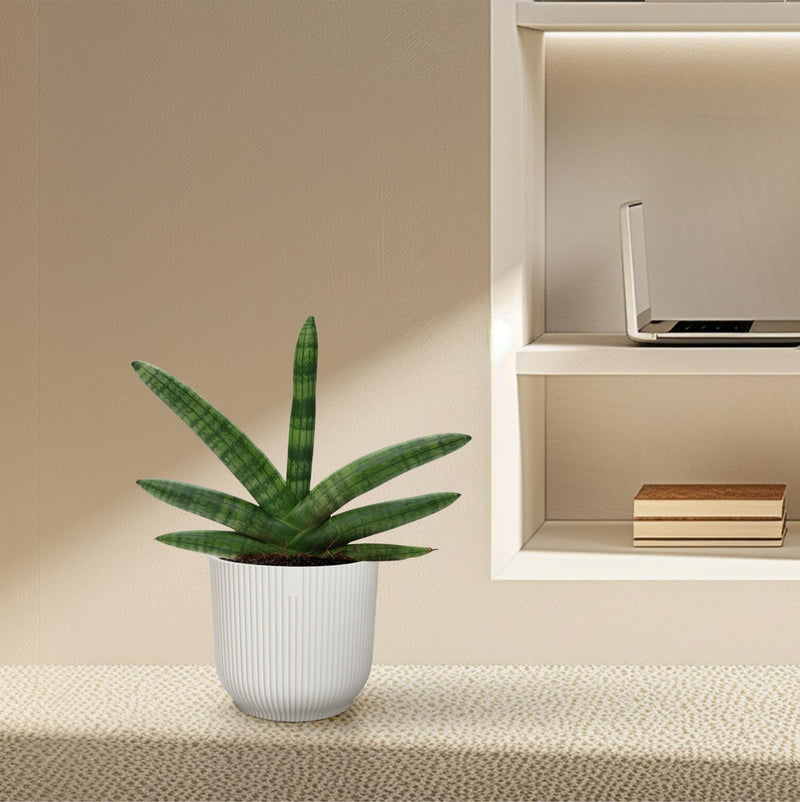 Sansevieria Skyline