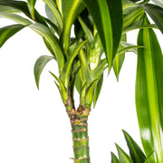 Dracaena Deremensis Hawaiian Sunshine met mand Everspring