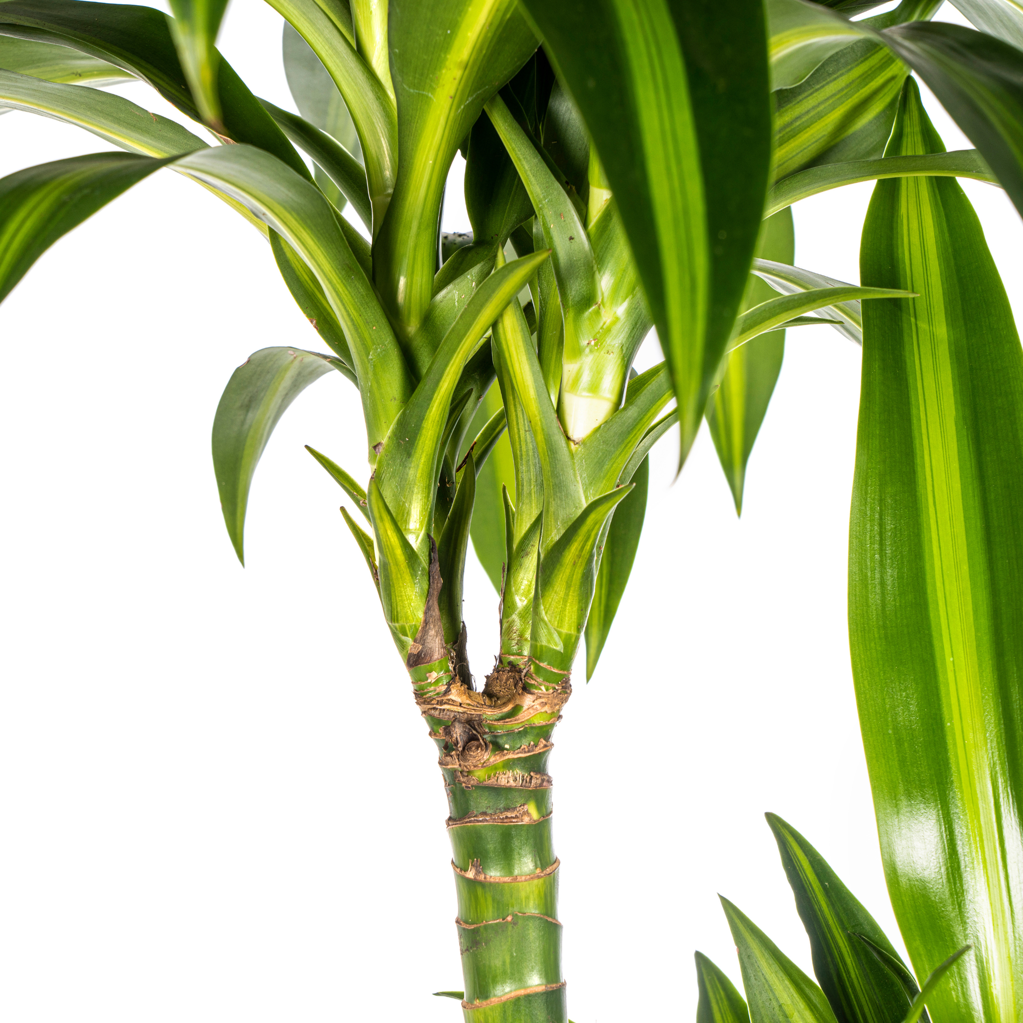 Dracaena Deremensis Hawaiian Sunshine met mand
