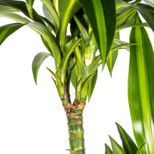 Dracaena Deremensis Hawaiian Sunshine met mand