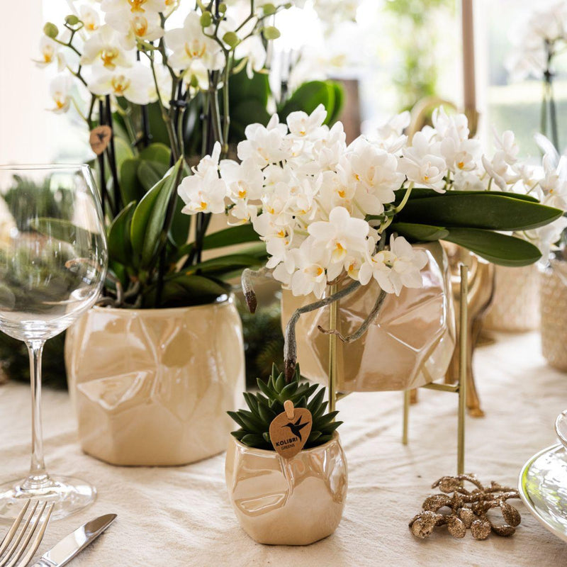 Kolibri Orchids | Witte orchidee Nazaré + Pearl sierpot Travertine