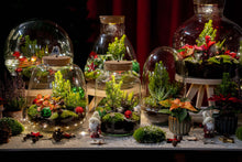 Holly Christmas Terrarium DIY Kit